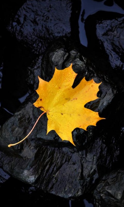 Leaf